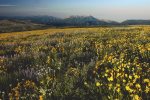 Wildflowers seen on Mountain Biking Trails